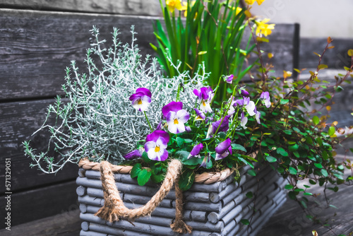 Gray wooden flower box with winter and spring plants. Leucophyta brownii, daffodils, muehlenbeckia axillaris and pansies photo