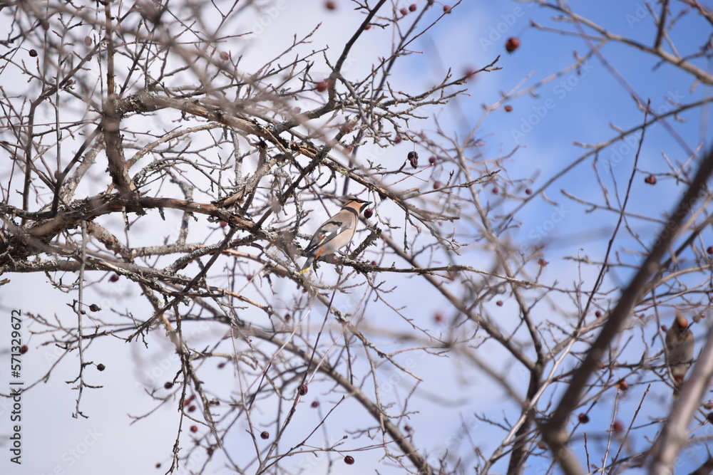 Flock of Cedar Waxwing Flock of Cedar Waxwing