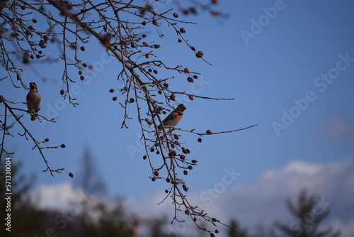Flock of Cedar Waxwing