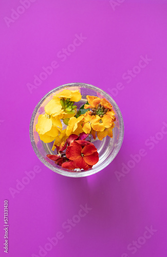 Closeup of flowers of Cheiranthus wallflowers floating in a glass of water against a purple background.