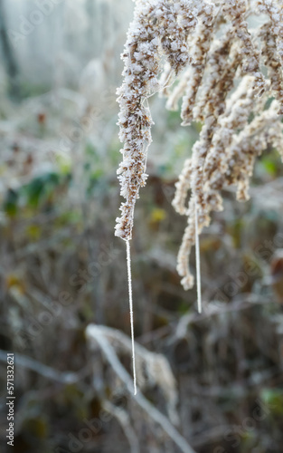 Frozen, dried plant, hardy perennial, flowers in the winter with ice crystals hanging on the spider web