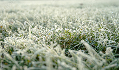 Close up of straws of frosty grass in the sunrise