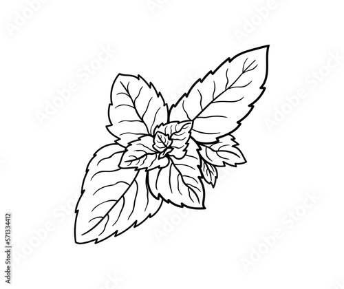 Mint. Graphic illustration of a plant for design, cosmetics, textiles, wallpapers. Vector.