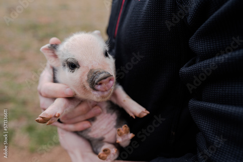 piglet small piggy being held minipig