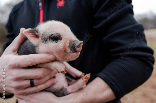 piglet small piggy being held minipig