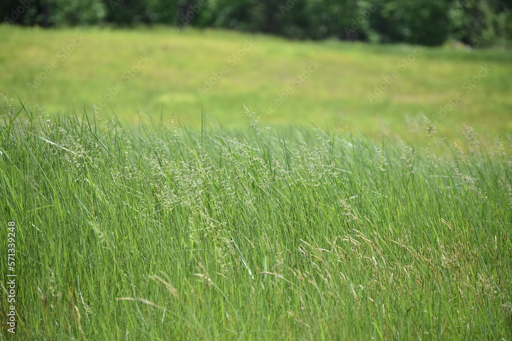 Green Fields Green Fields