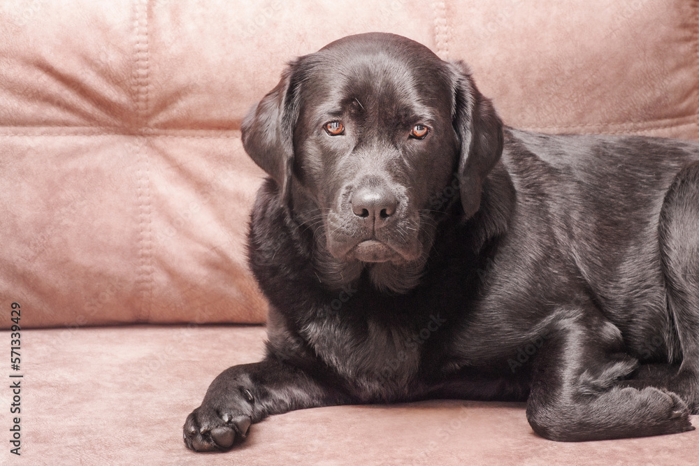 A dog of the Labrador retriever breed lies on a beige sofa. Portrait of a black dog at home. A dog of the Labrador retriever breed lies on a beige sofa. Portrait of a black dog at home.