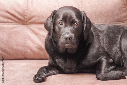 A dog of the Labrador retriever breed lies on a beige sofa. Portrait of a black dog at home.