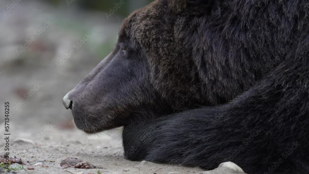 Brown bear in the Carpathian mountains during dawn on a autumn day. West Ukraine Brown bear in the Carpathian mountains during dawn on a autumn day. West Ukraine