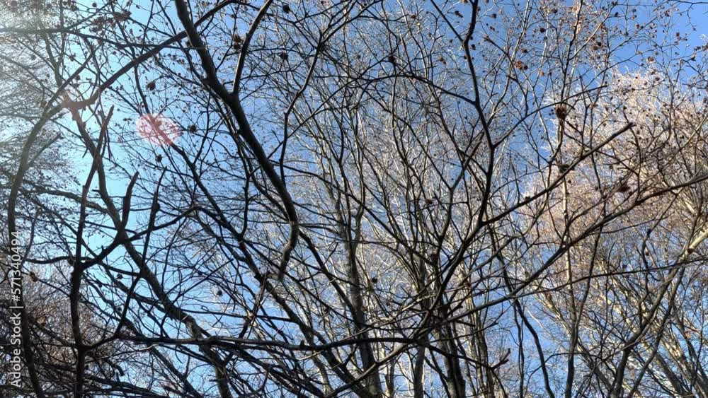 Bare dry tree branches reaching thowards the sky Bare dry tree branches reaching thowards the sky