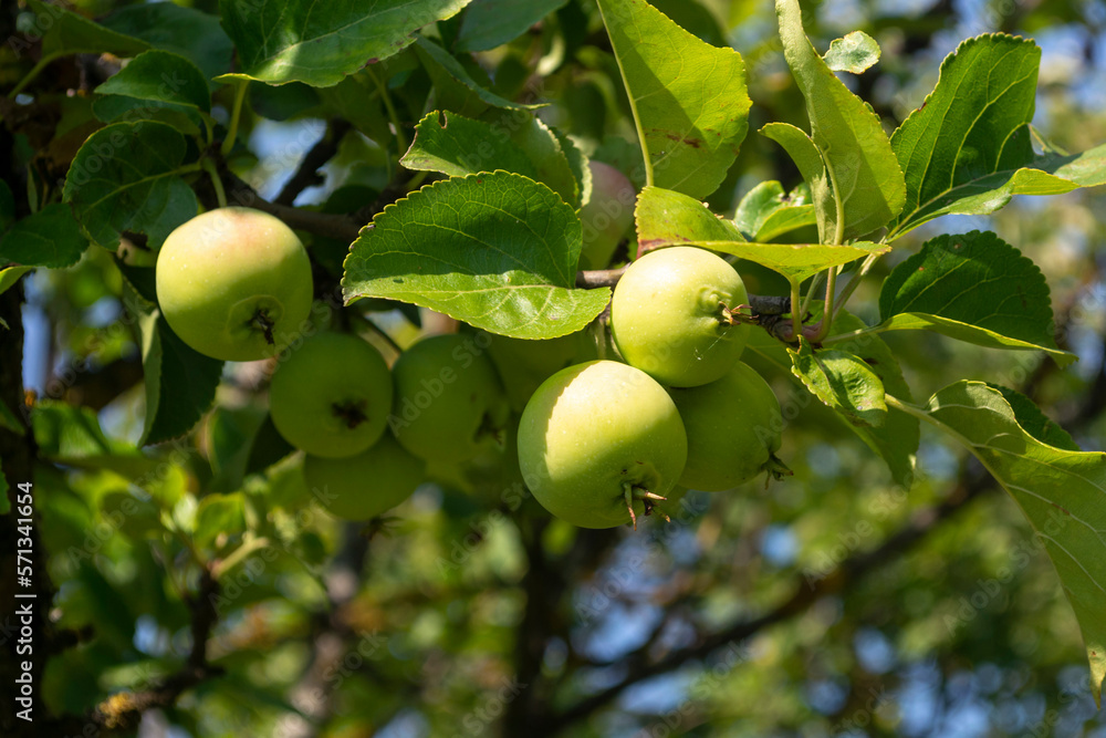 Green apples on a branch among the leaves in the garden in the rays of sunlight. Bokeh in the background. Soft focus Green apples on a branch among the leaves in the garden in the rays of sunlight. Bokeh in the background. Soft focus