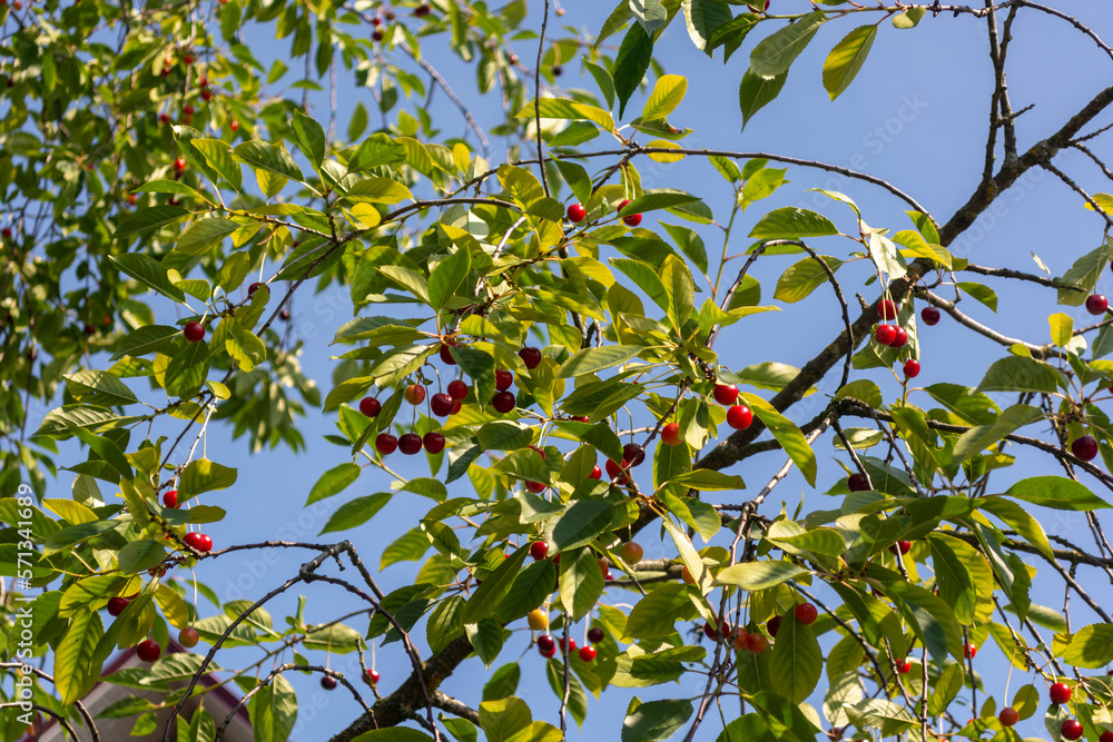A lot of dark red berries on the branches of a cherry tree in the garden against the blue sky on a sunny summer day