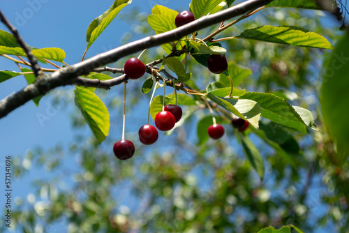 Dark red berries on the branches of a cherry tree in the garden. The background of the blue sky is blurred