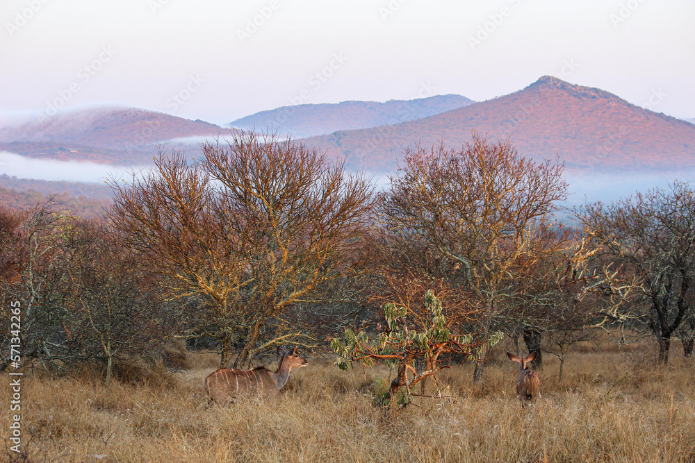 Fototapeta premium landscape with trees