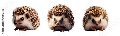 Hedgehog on the png background photo