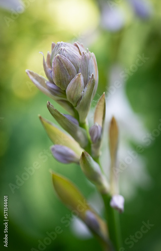 Fototapeta bud of a plant