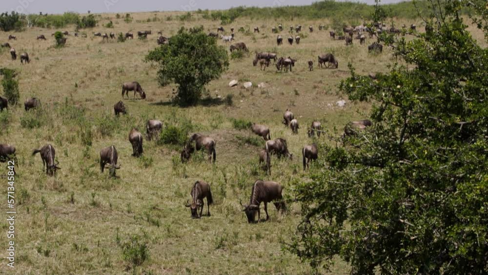 Large group wildebeest African with zebras, warthogs eat grass together Kenyan. Known species of cloven-hoofed mammals have no disagreement with each other when they eat.