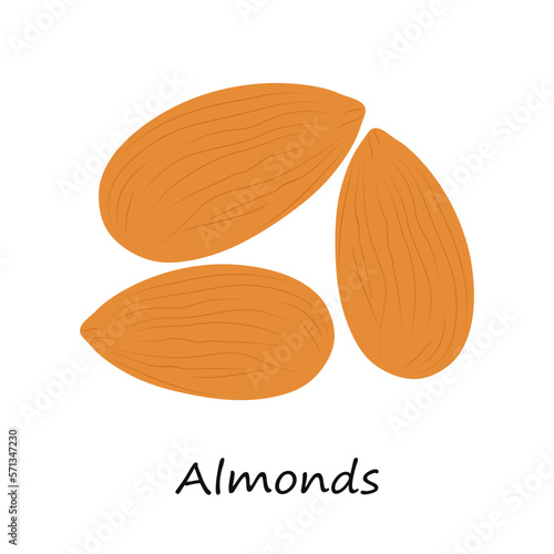 Almond icon. Trendy modern flat Almond on white background. Nuts Almonds illustration. Design for packaging, labels, postcards, print design. vector