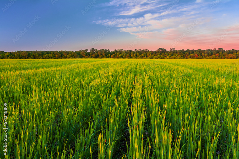 Green field of young shoots of cereal crops and the sky in the evening colors of the sunset. Beautiful summer landscape