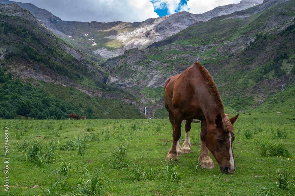 A horse in a valley, with a snowy mountain in the background, in Huesca (Spain)
