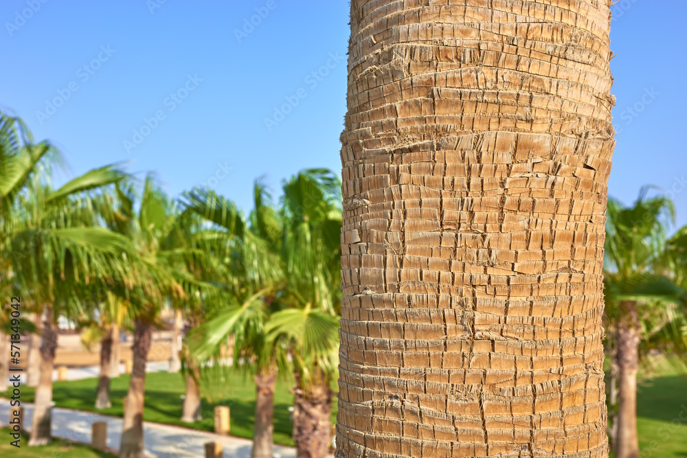 Close up picture of a palm tree trunk, selective focus.