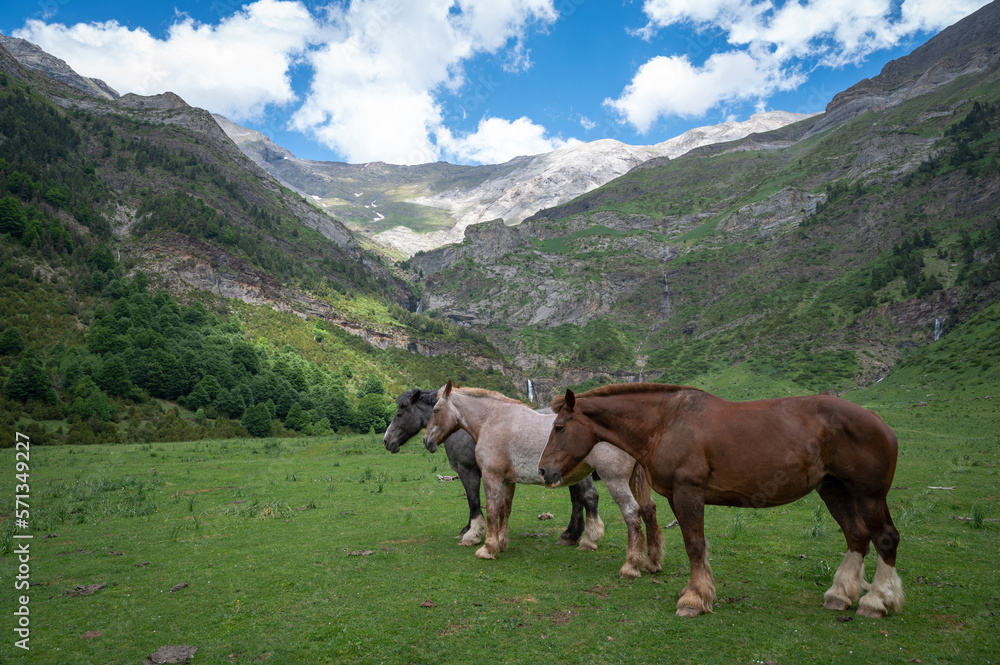Three horse heads together in a valley, with a snowy mountain in the background, in Huesca (Spain)