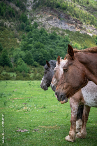 Three horse heads together in a valley, with a snowy mountain in the background, in Huesca (Spain)