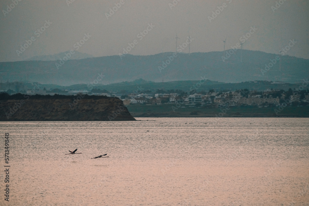 Naklejka premium Flamingos on the Salt Lake in Larnaca