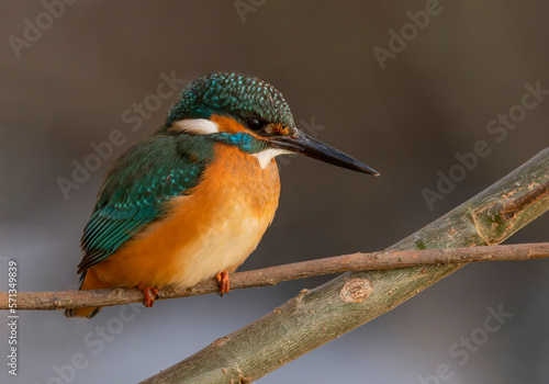 Kingfisher on the branch