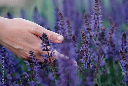 Fototapeta Naklejka Na Ścianę i Meble -  Female hands in a purple plant