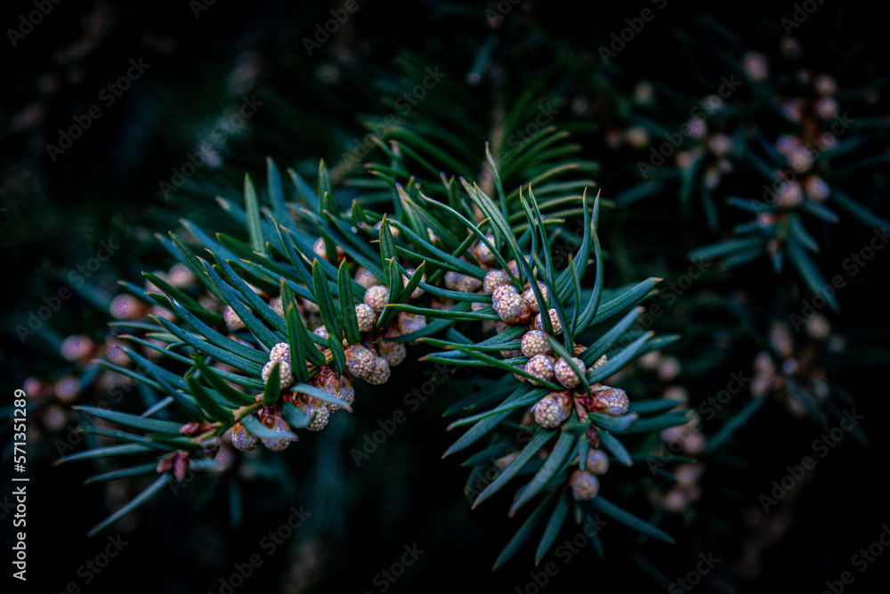 christmas tree on a black background christmas tree on a black background