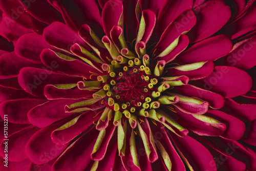 Red zinnia flower. Floral background.