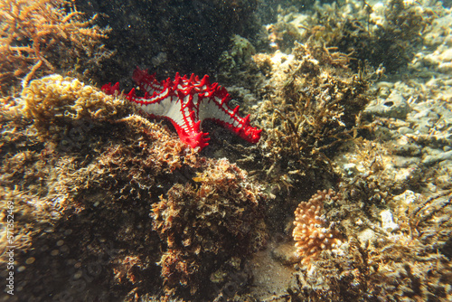 Sun shines on african Red-knobbed Starfish - Protoreaster linckii - in shallow sea - Anakao, Madagascar photo