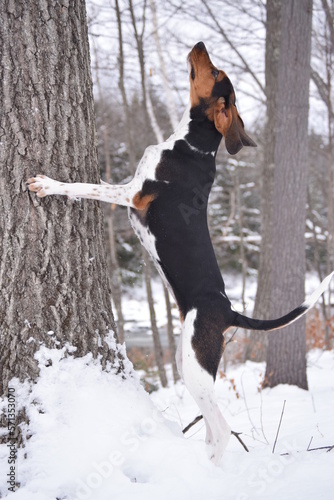 Treeing Walker Coonhound