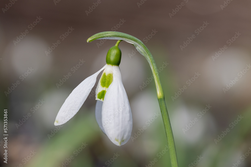 Greater snowdrop (galanthus elwesii) flower Greater snowdrop (galanthus elwesii) flower