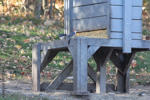 Wallpaper Mural Piebald deer along with other females Torontodigital.ca
