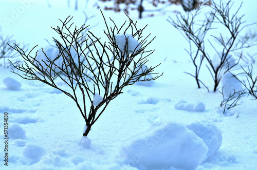 a drift from which the bushes of a blueberry tree emerge. cold and frost can damage branches and entire plants