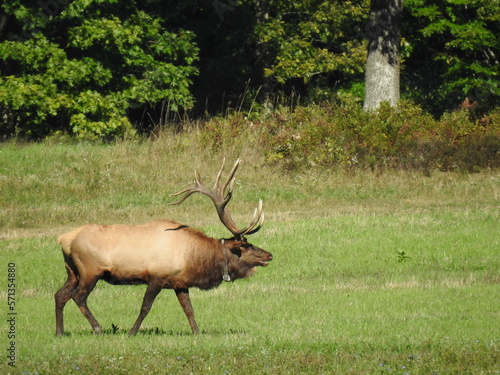 Elk in Benezette PA during mating season