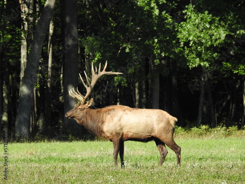 Elk in Benezette PA during mating season