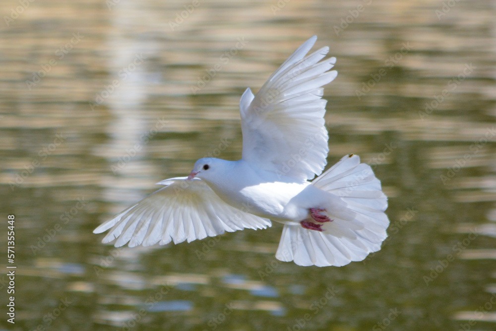 Obraz premium white dove in the water