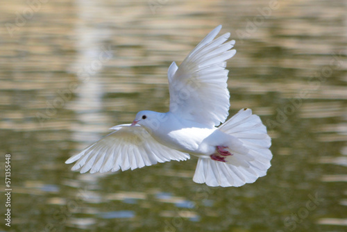 white dove in the water