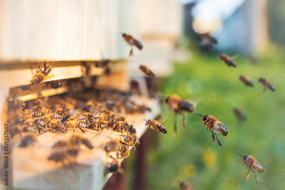 Swarm of honey bees (Apis mellifera) carrying pollen and flying to the landing board of hive in an apiary. Organic BIO farming, animal rights, back to nature concept. Close-up. - obrazy, fototapety, plakaty 