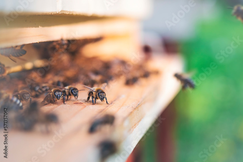 Swarm of honey bees (Apis mellifera) carrying pollen and flying to the landing board of hive in an apiary. Organic BIO farming, animal rights, back to nature concept. Close-up.