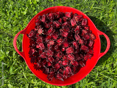 Fresh Harvested Roselle Hibiscus 