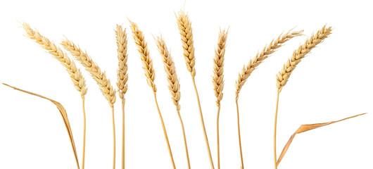 wheat ears isolated on white. png format, transparent background.