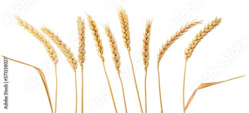 wheat ears isolated on white. png format, transparent background.