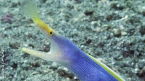 Rhinomuraena quaesita ribbon eel, is species of eel found in underwater ocean. It is distinctive species, known for its long, slender body and its unique color, which can range from blue to yellow. photo