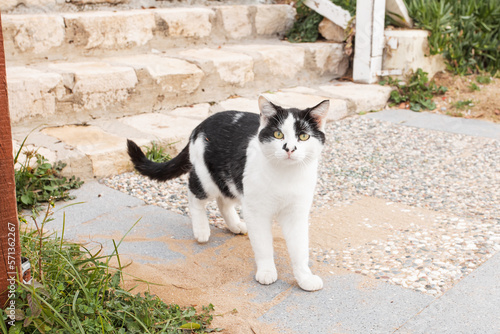 Street Turkish beautiful cat on the road near hotel spa resort and flowers in Turkey , Antalya 
