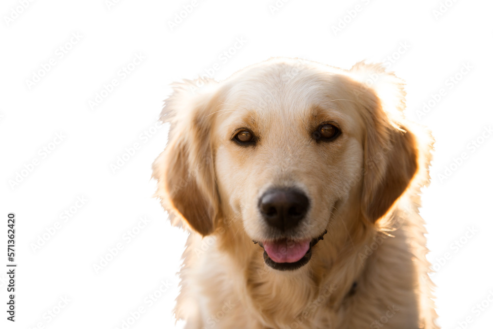 Portrait of a golden retriever on a transparent background. Portrait of a golden retriever on a transparent background.