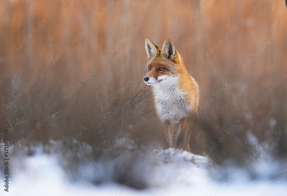 Fox ( Vulpes vulpes ) in the morning light